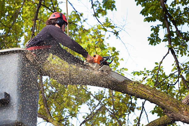 Best Emergency Tree Removal  in Caldwell, OH